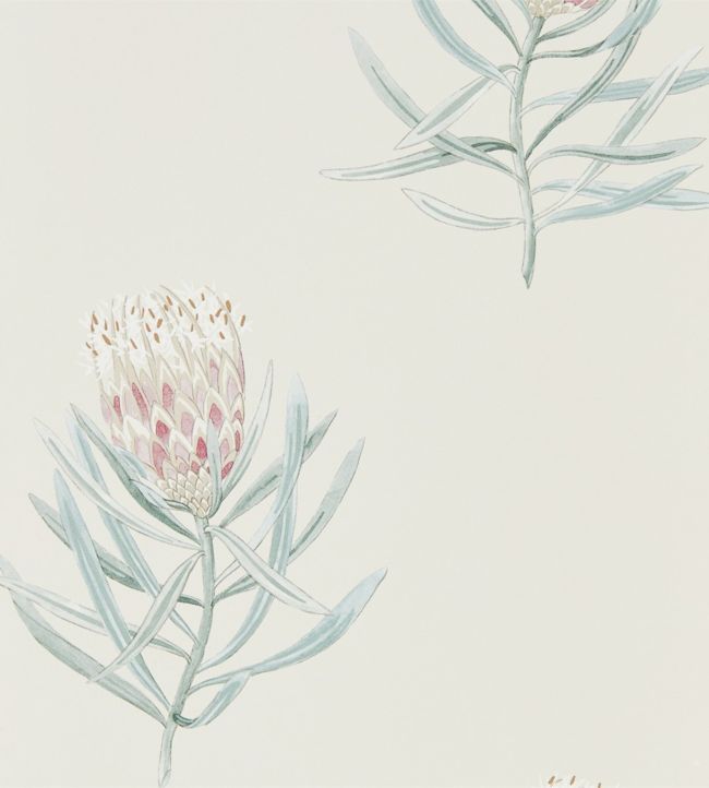 Protea Flower Wallpaper by Sanderson Porcelain / Blush