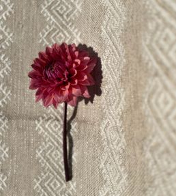 Athenia Fabric by Titley and Marr Oyster