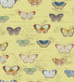 Butterfly Studies Wallpaper by Designers Guild Mimosa