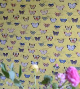 Butterfly Studies Wallpaper by Designers Guild Mimosa