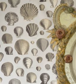 Captain Thomas Browns Shells Wallpaper by Designers Guild Sepia