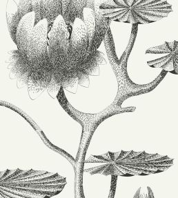 Lily Wallpaper by Cole & Son 20