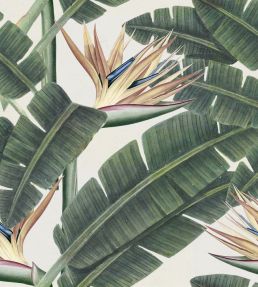 Tropical Bloom Wallpaper by MINDTHEGAP Green