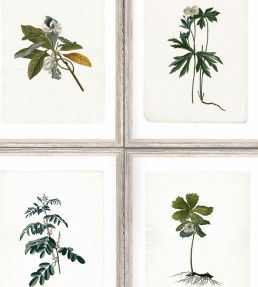 Botany Wallpaper by MINDTHEGAP Green,Grey