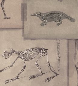 Zooarchaeology Wallpaper by MINDTHEGAP Brown