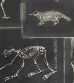 Zooarchaeology Wallpaper by MINDTHEGAP Anthracite