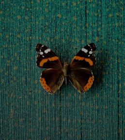 Speckled Texture Wallpaper by Eijffinger 351
