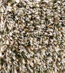 Brink & Campman Spring rug Fresh Hay 59137140200-US Fresh Hay