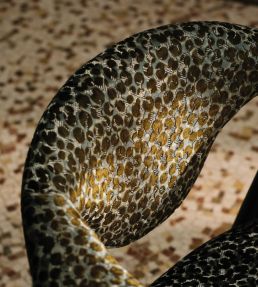 Teba Fabric by Black Edition Olive