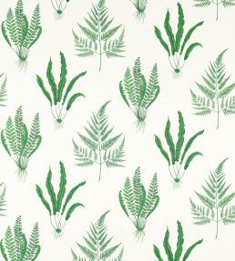 Woodland Ferns Fabric by Sanderson Botanical Green