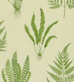 Woodland Ferns Wallpaper by Sanderson Green
