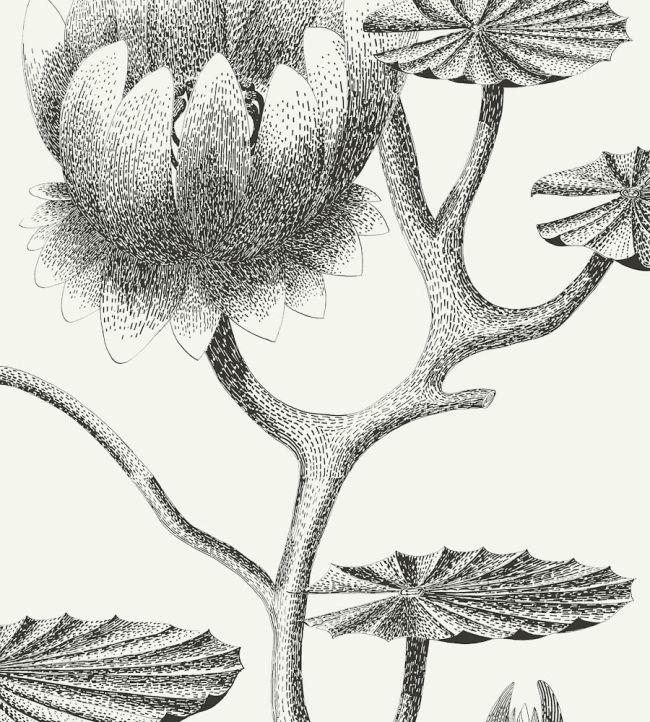 Lily Wallpaper by Cole & Son 20