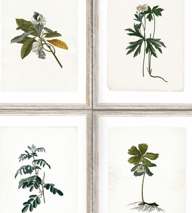 Botany Wallpaper by MINDTHEGAP Green,Grey