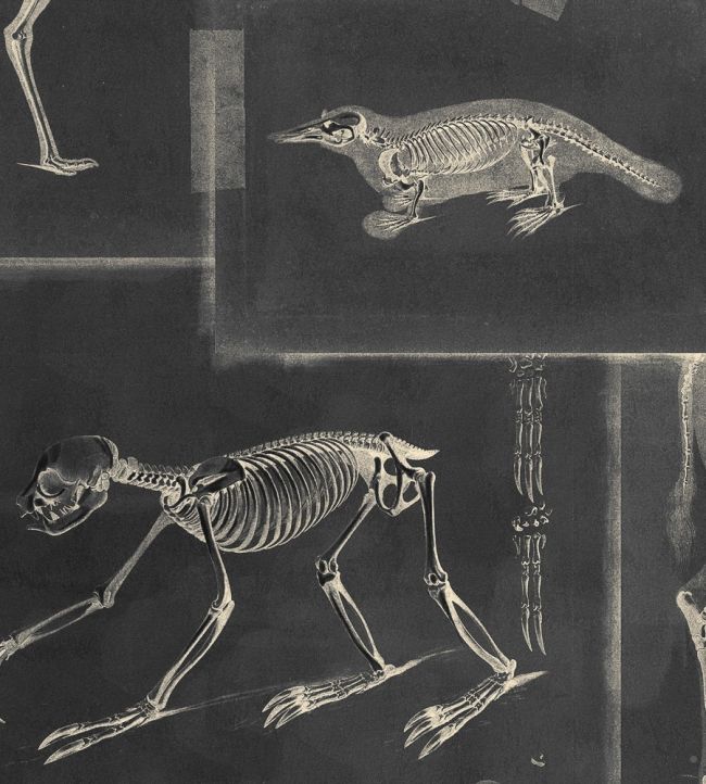 Zooarchaeology Wallpaper by MINDTHEGAP Anthracite