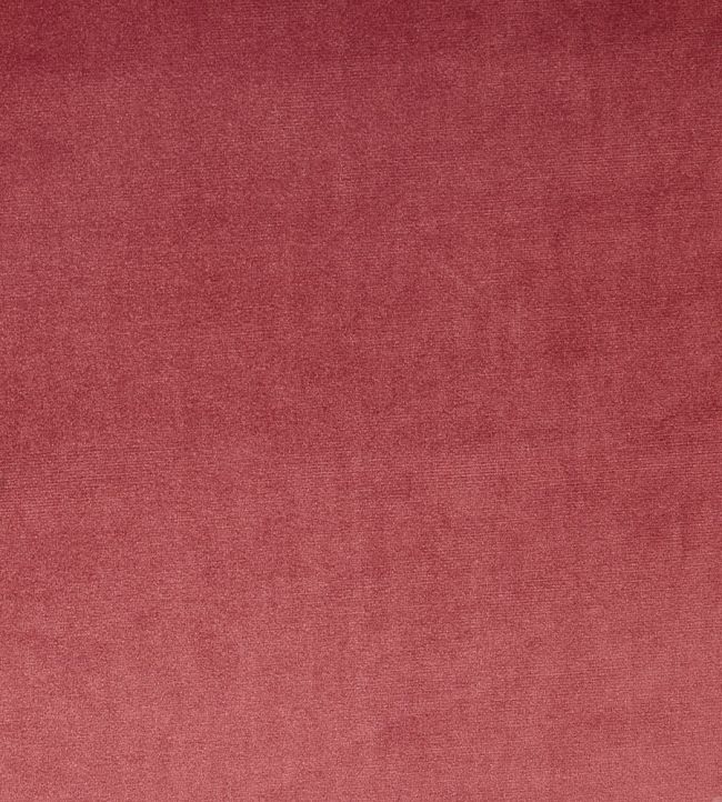 Velour Fabric by Prestigious Textiles Rosebud