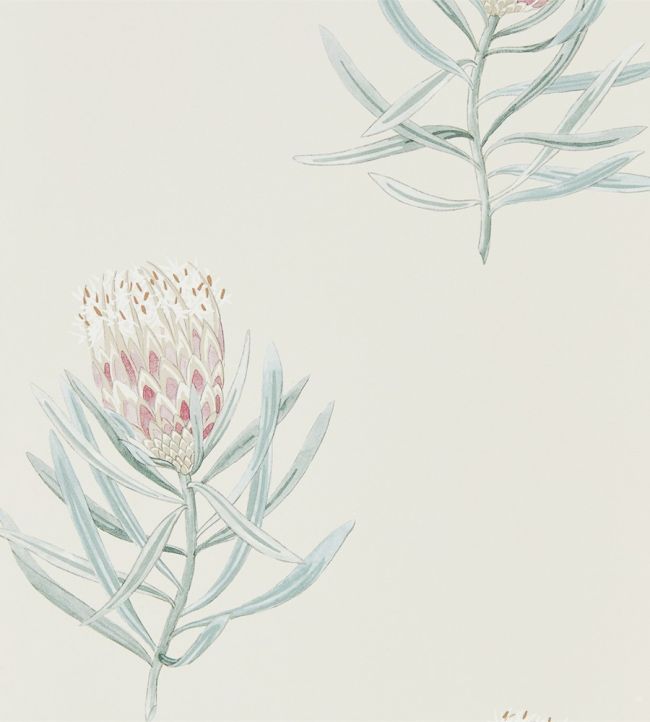 Protea Flower Wallpaper by Sanderson Porcelain / Blush
