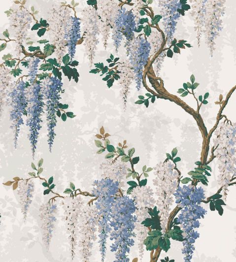 Tri-color Wisteria: Wisteria frutescens 3-N-1 - Stunning