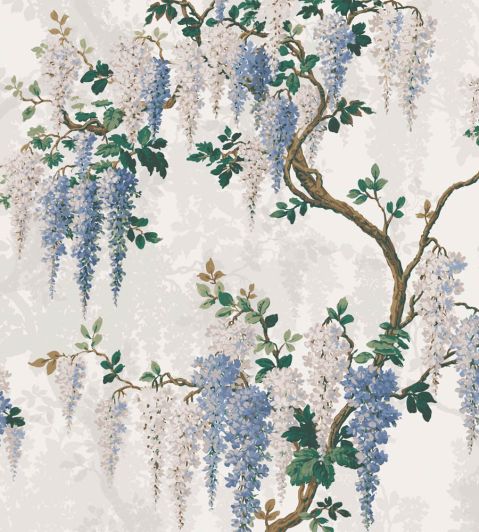 【あうん】Chocolate x Wisteria 10 Blue Chinese Wisteria Seeds Purple Floribunda Wisteria