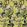 Algae Bloom Wallpaper by Christian Lacroix Iris