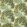 Ancient Canopy Fabric by Sanderson Moss