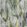 Aquatic Plants Wallpaper by MINDTHEGAP Grey