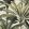 Palmera Wallpaper by Arte 40
