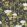 Baobab Botanica Wallpaper by Cole & Son Onyx