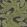 Bombe's Fernery Wallpaper by Josephine Munsey Dark Grey and Green
