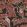 Bush Baby Wallpaper by Cole & Son Crimson & Marigold on Charcoal