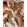 Calathea Rug by Harlequin Amber/Brazilian Rosewood