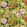 Camellia Velours Fabric by Designers Guild Mimosa