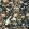 Caverley Wallpaper by Sanderson Indigo Blue/Rowan Berry