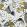 Emma J Shipley Audubon Fabric by Clarke & Clarke Gold