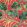 Monkey Business Fabric by Clarke & Clarke Rouge