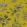 Hortus Fabric by Clarke & Clarke Chartreuse
