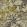 Madagascar Fabric by Clarke & Clarke Charcoal / Chartreuse