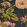 Passiflora Fabric by Clarke & Clarke Midnight / Spice