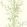 Bamboo Wallpaper by Cole & Son Olive Green