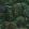 Forest Wallpaper by Cole & Son Forest Greens