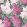 Lilac Wallpaper by Cole & Son Magenta & Blush on Charcoal