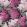 Lilac Grandiflora Wallpaper by Cole & Son Magenta & Blush on Charcoal