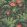 Rose Wallpaper by Cole & Son Red & Leaf Green on Charcoal