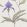 Orchid Wallpaper by Cole & Son 24