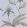 Orchid Wallpaper by Cole & Son 26