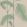 Palm Leaves Wallpaper by Cole & Son 11