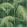 Palm Jungle Wallpaper by Cole & Son 1003