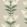 Angels Trumpet Wallpaper by Cole & Son 3007