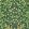 Jasmine And Serin Symphony Wallpaper by Cole & Son 10029