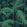 Palm Jungle Fabric by Cole & Son Viridian, Petrol on Black