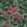 Woodvale Orchard Wallpaper by Cole & Son 20